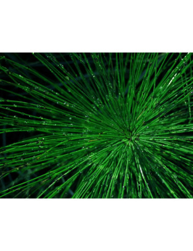 Horsetail , Equiseti Herba 50g KAWON URINARY TRACT , GRAYING HAIR, SILICA,