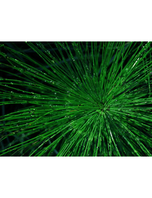 Horsetail , Equiseti Herba 50g KAWON URINARY TRACT , GRAYING HAIR, SILICA,