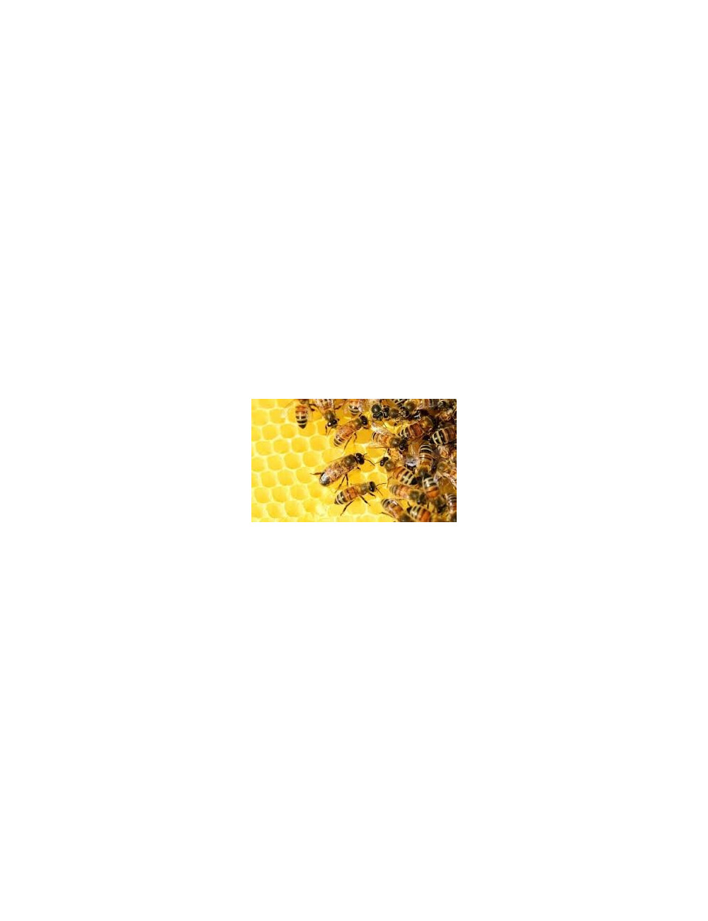 Natural Linden Honey 1.2 kg, Pure, Organic, Unheated / Miód Lipowy