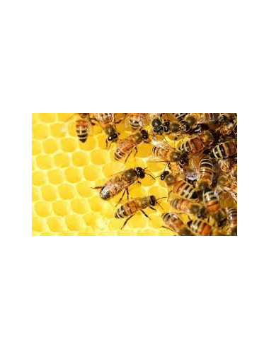 Natural Forest Honey 1.2 kg, Pure, Organic, Unheated / Miód Leśny
