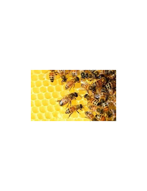 Natural Forest Honey 1.2 kg, Pure, Organic, Unheated / Miód Leśny