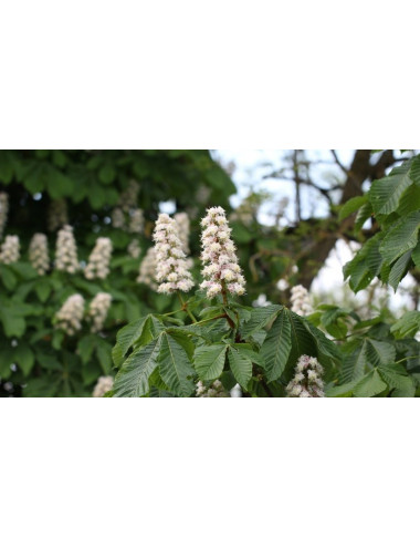 Chestnut Flower herb 50g / Kwiat Kasztanowca