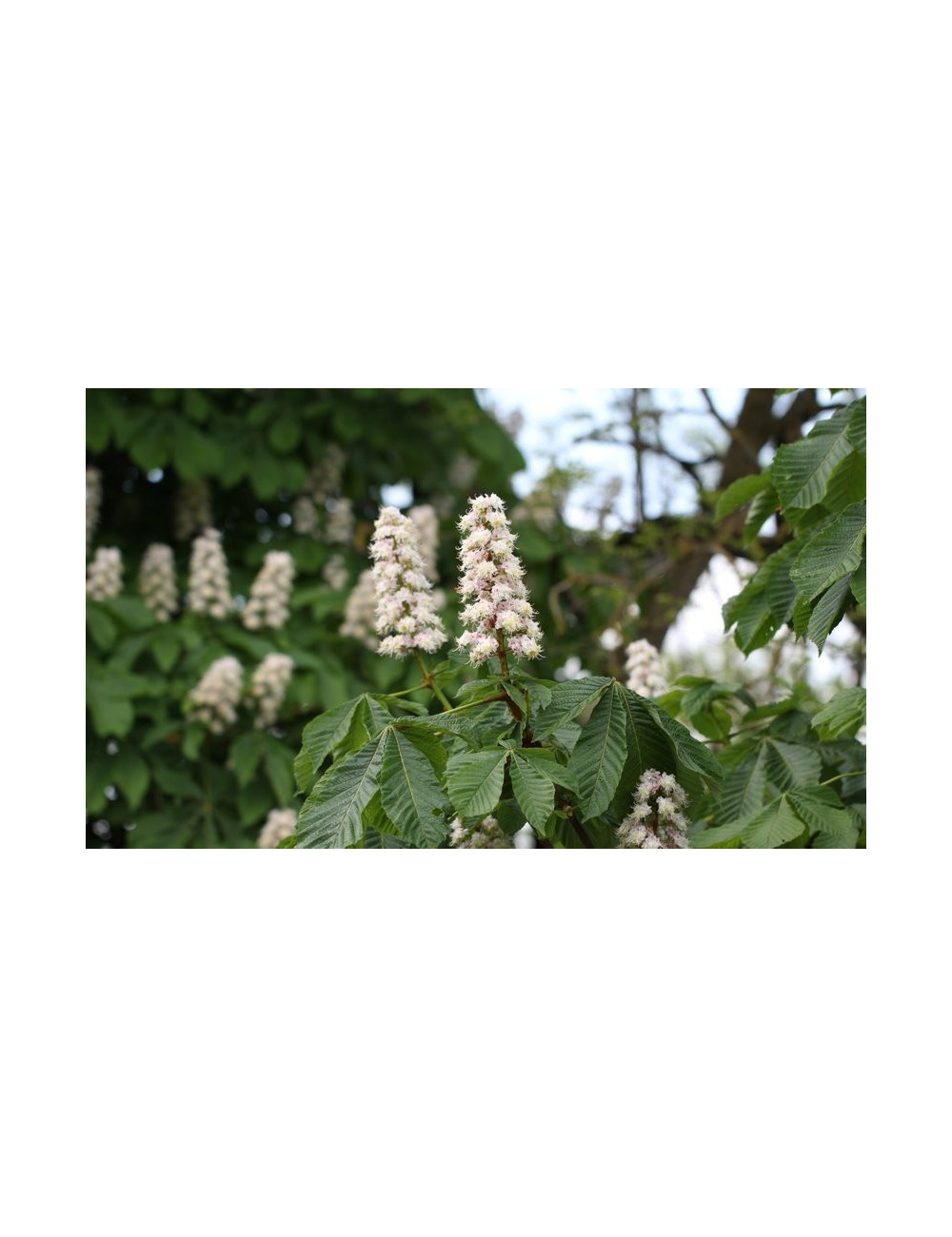 Chestnut Flower herb 50g / Kwiat Kasztanowca