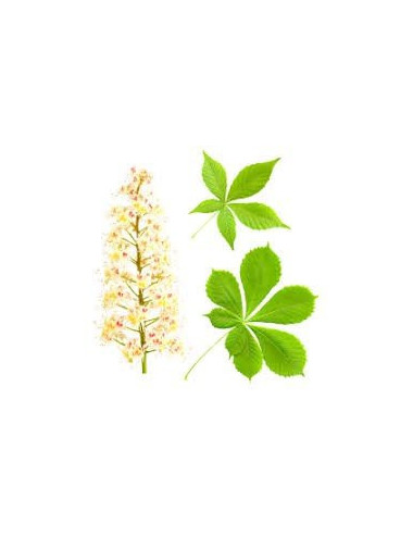 Chestnut Flower herb 50g / Kwiat Kasztanowca