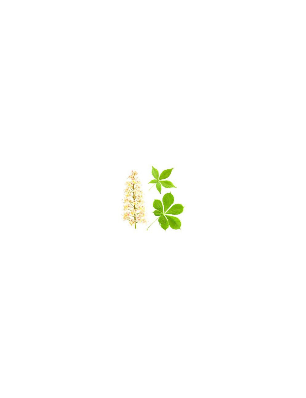 Chestnut Flower herb 50g / Kwiat Kasztanowca