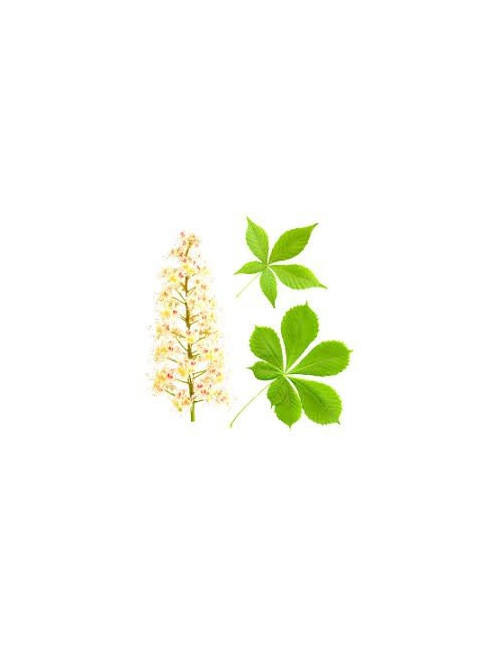 Chestnut Flower herb 50g / Kwiat Kasztanowca