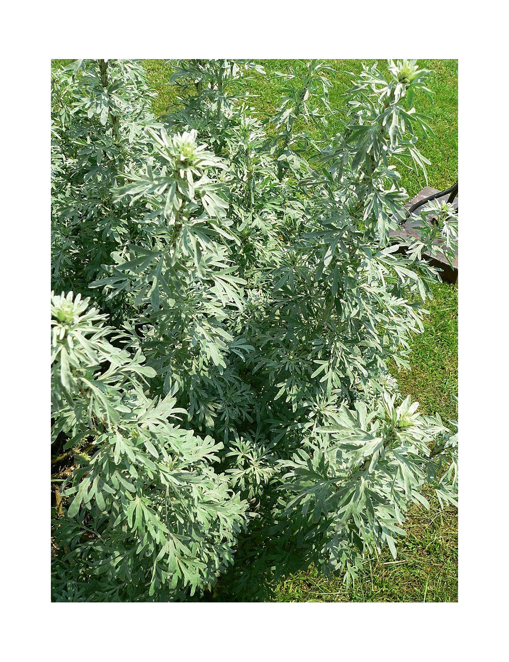 Wormwood Herbs 50g, Piołun Ziele
