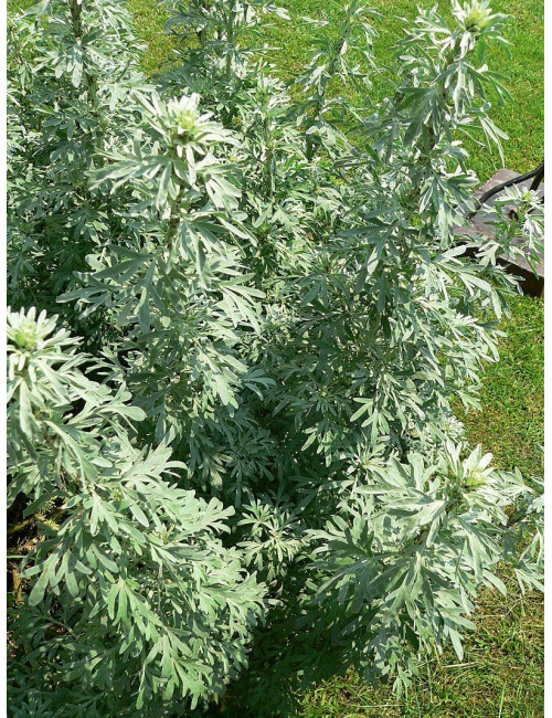 Wormwood Herbs 50g, Piołun Ziele