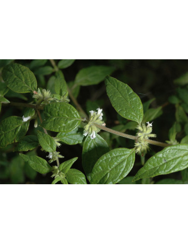 Muna Muna Original Peruvian Herbs 50g, Instytut Uncaria