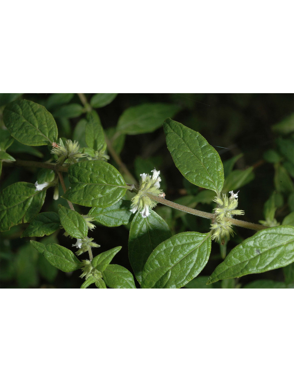 Muna Muna Original Peruvian Herbs 50g, Instytut Uncaria