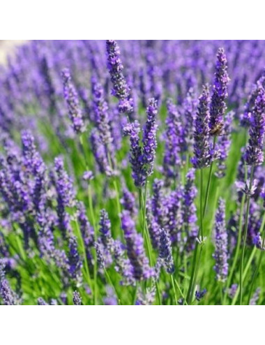 Lavender Flower Dary Natury, Ecological, 50g