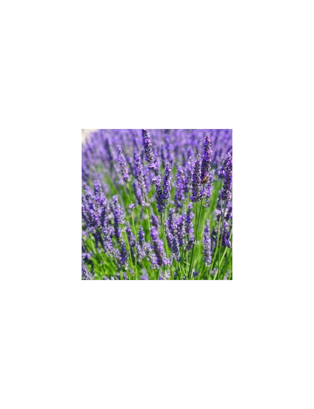 Lavender Flower Dary Natury, Ecological, 50g