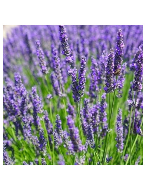Lavender Flower Dary Natury, Ecological, 50g