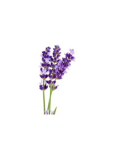 Lavender Flower Dary Natury, Ecological, 50g