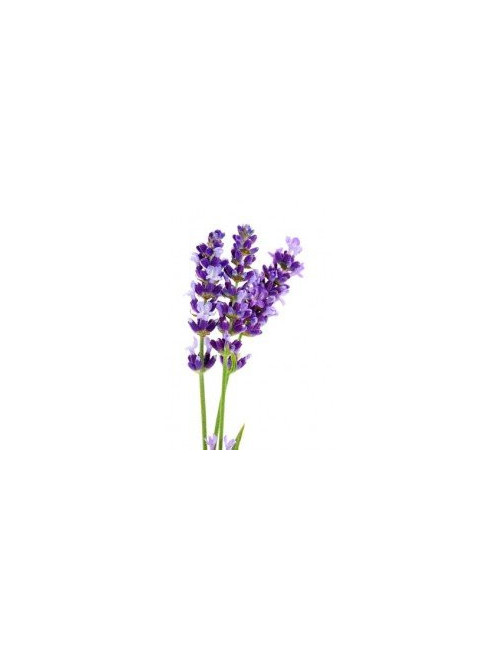 Lavender Flower Dary Natury, Ecological, 50g