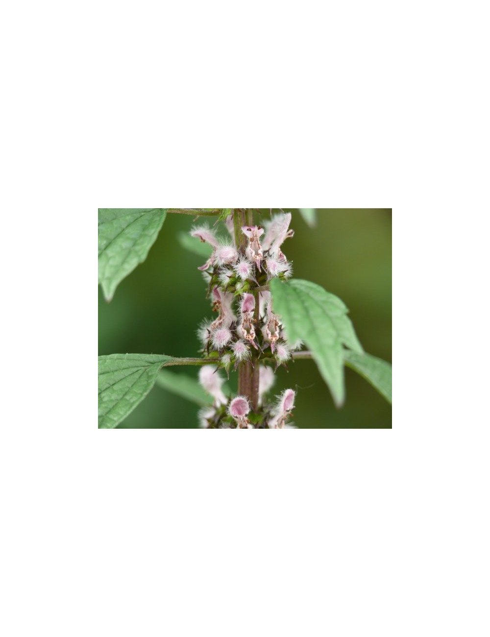 Motherwort Herb (Leonuri cardiacae herba) 50g ziele serdecznika