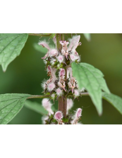 Motherwort Herb (Leonuri cardiacae herba) 50g ziele serdecznika