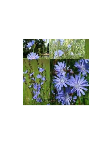 Chicory Traveller Root Radix Cichorii 50g digestive disorders