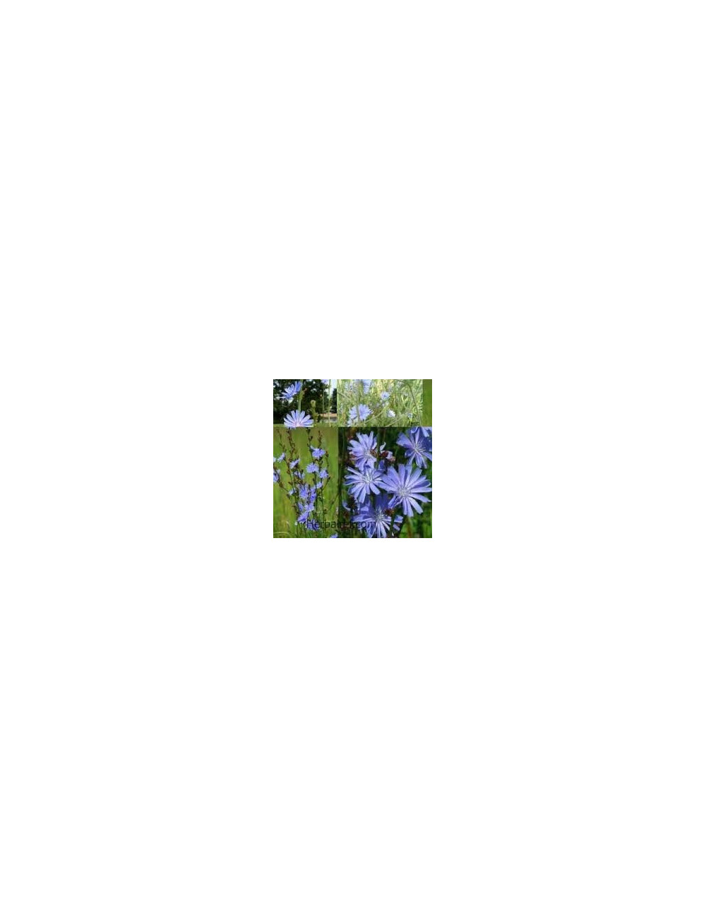 Chicory Traveller Root Radix Cichorii 50g digestive disorders