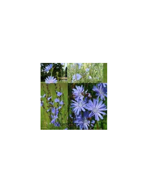 Chicory Traveller Root Radix Cichorii 50g digestive disorders