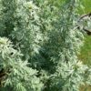 Wormwood Herbs 50g, Piołun Ziele
