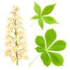 Chestnut Flower herb 50g