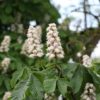 Chestnut Flower herb 50g