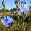 Chicory Traveler (Cichorium Intybus) 100g